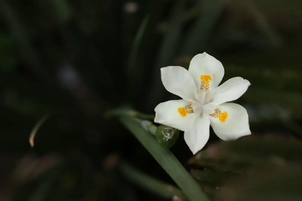 El Perfume De Nardo En La Biblia: Aroma De Lujo Y Espiritualidad ...