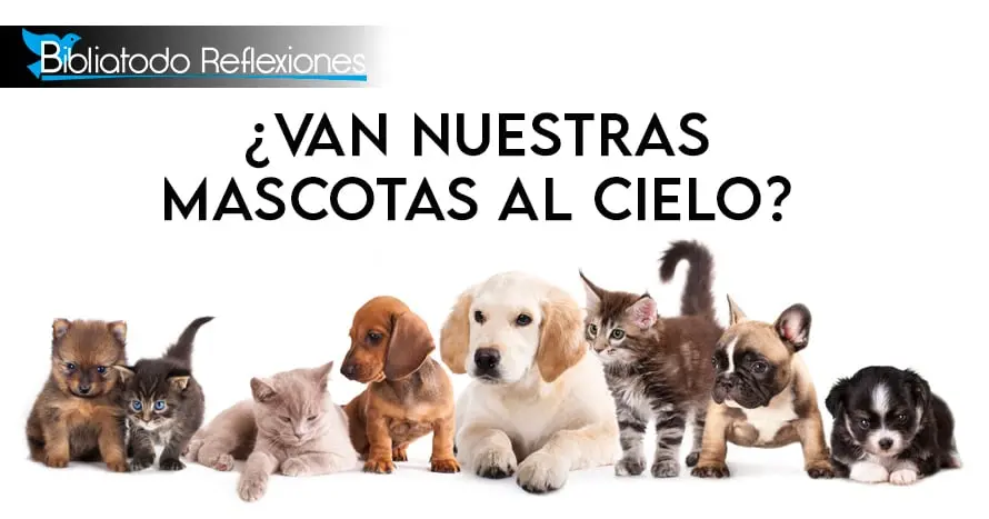 los gatos van al cielo biblia - Cuál es el animal que no entra al reino de los cielos