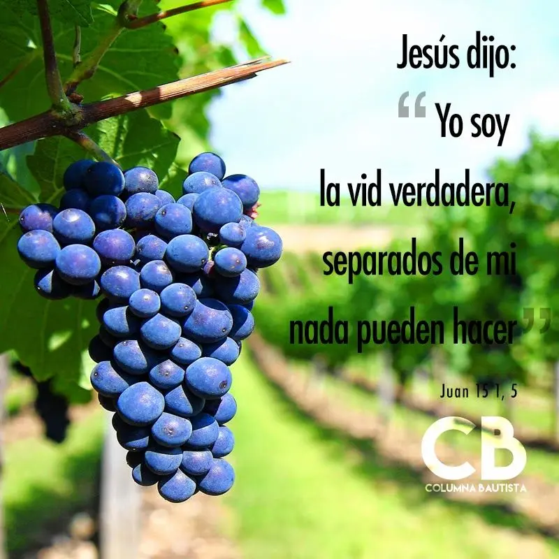 que es vid segun la biblia - Cuál es el significado de la vid