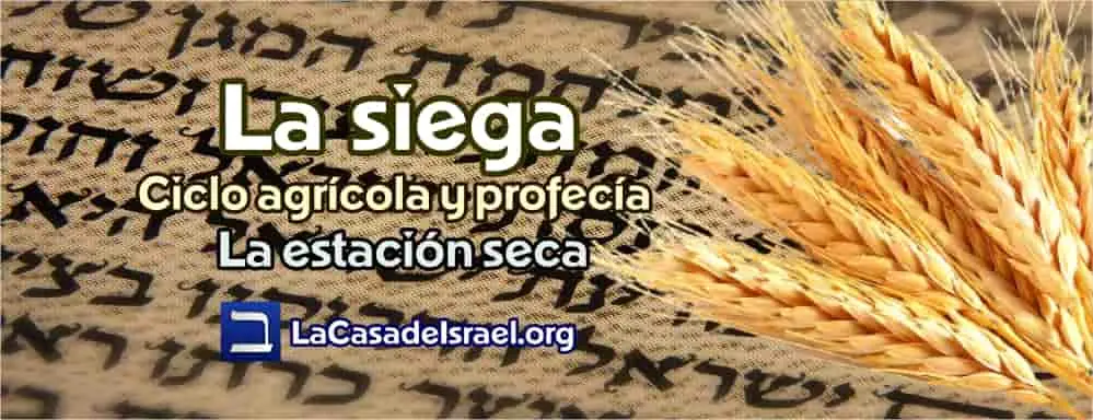 el tiempo de la siega biblia - Cuál es el tiempo de la siega