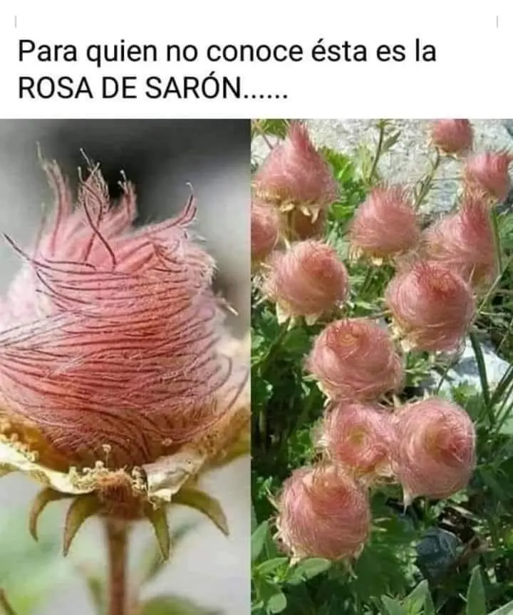 que es la rosa de saron segun la biblia - Cuál es la verdadera rosa de Sarón