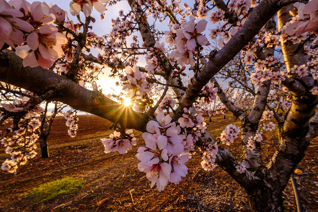 cuando florece el almendro biblia - Cuándo florece la vara de almendro