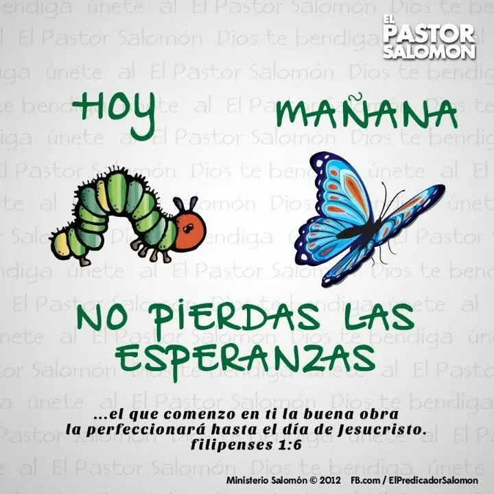 las mariposas segun la biblia - Dónde habla la Biblia de las mariposas