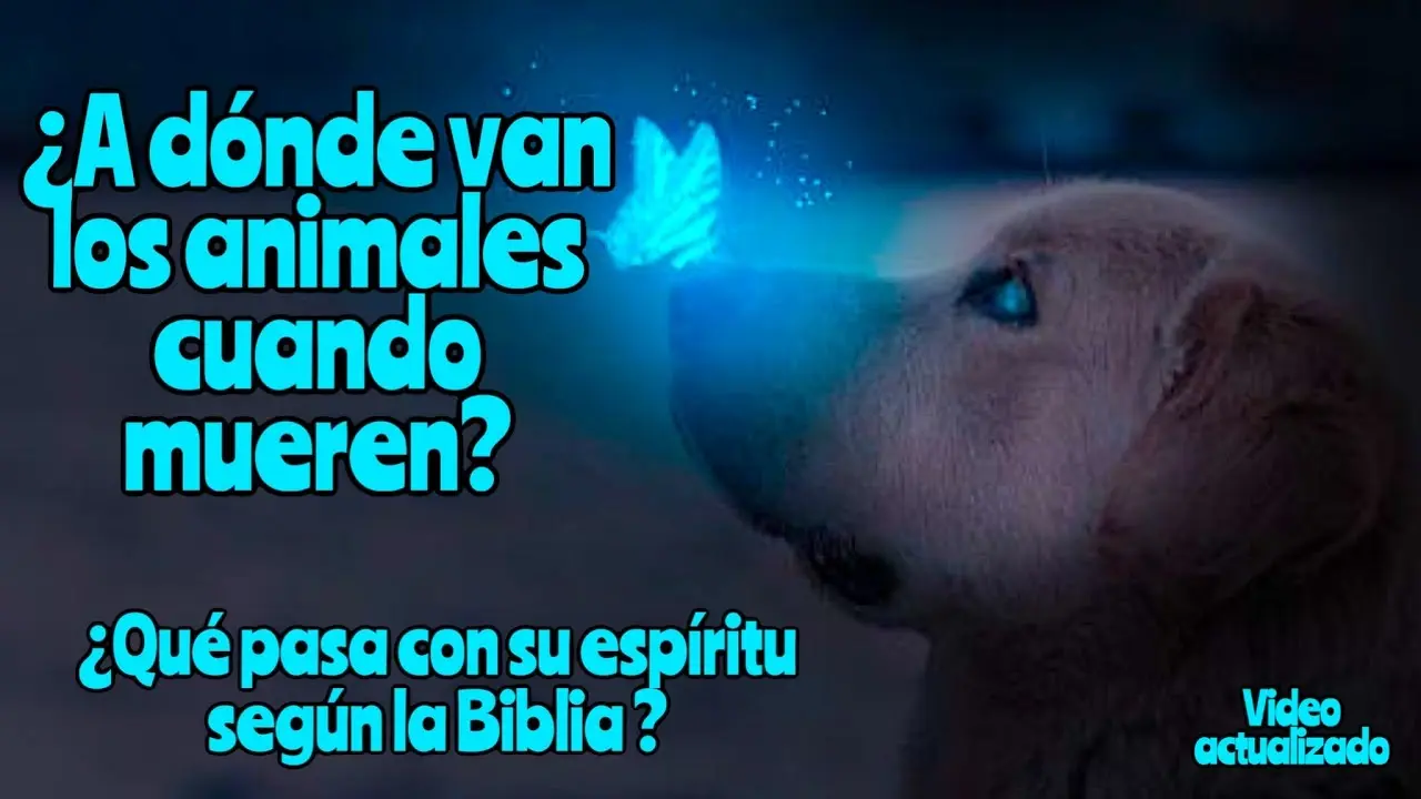 donde van los animales cuando mueren segun la biblia - Dónde van las almas de los animales cuando mueren