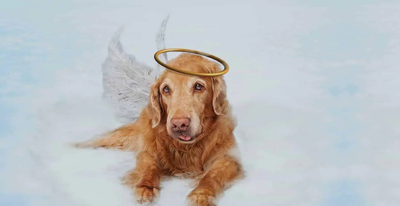 adonde van los animales cuando mueren segun la biblia - Dónde van los animales después de la muerte