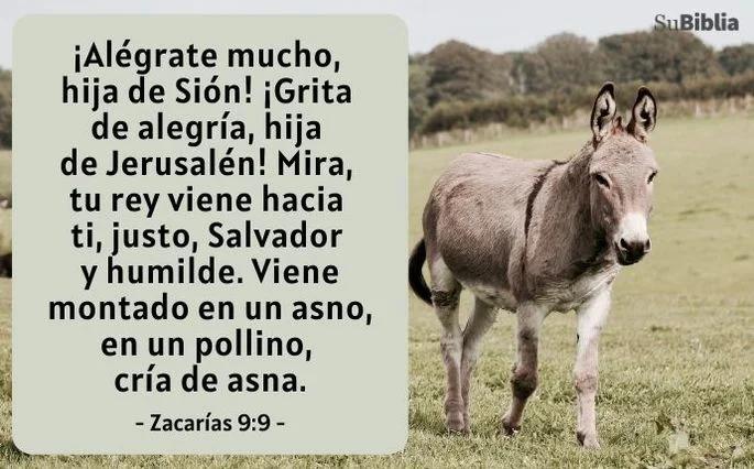 en que parte dela biblia habla un burro - Por qué Jesús eligió un burro