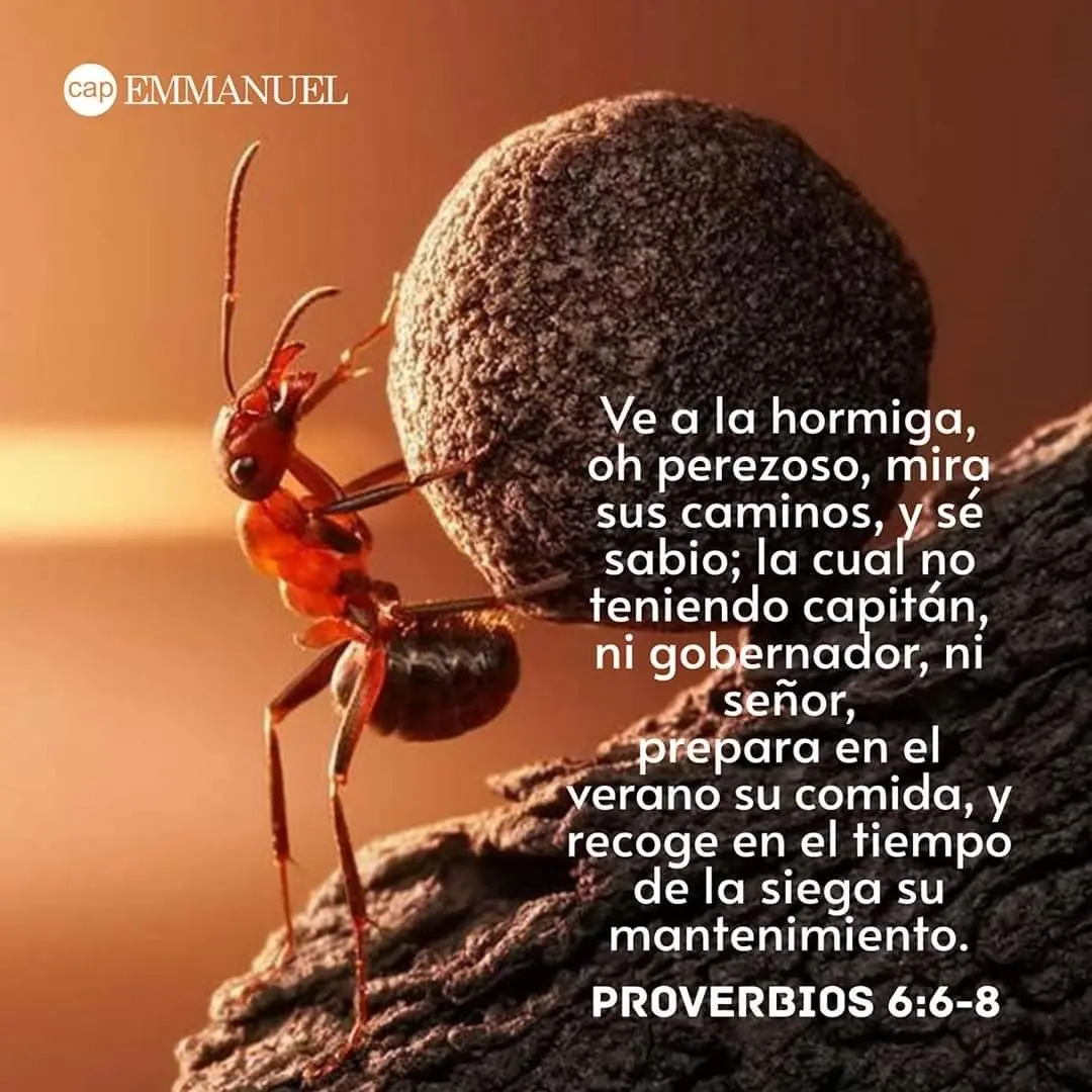 se como las hormigas biblia - Qué dice la Biblia acerca de las hormigas