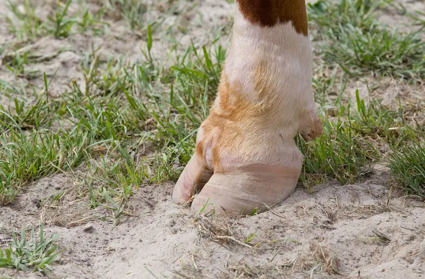 animales con pezuñas biblia - Qué dice la Biblia de comer animales con pezuña