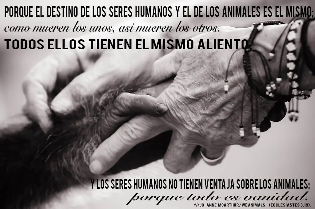 que dice la biblia sobre los animales - Qué dice la palabra de Dios sobre los animales