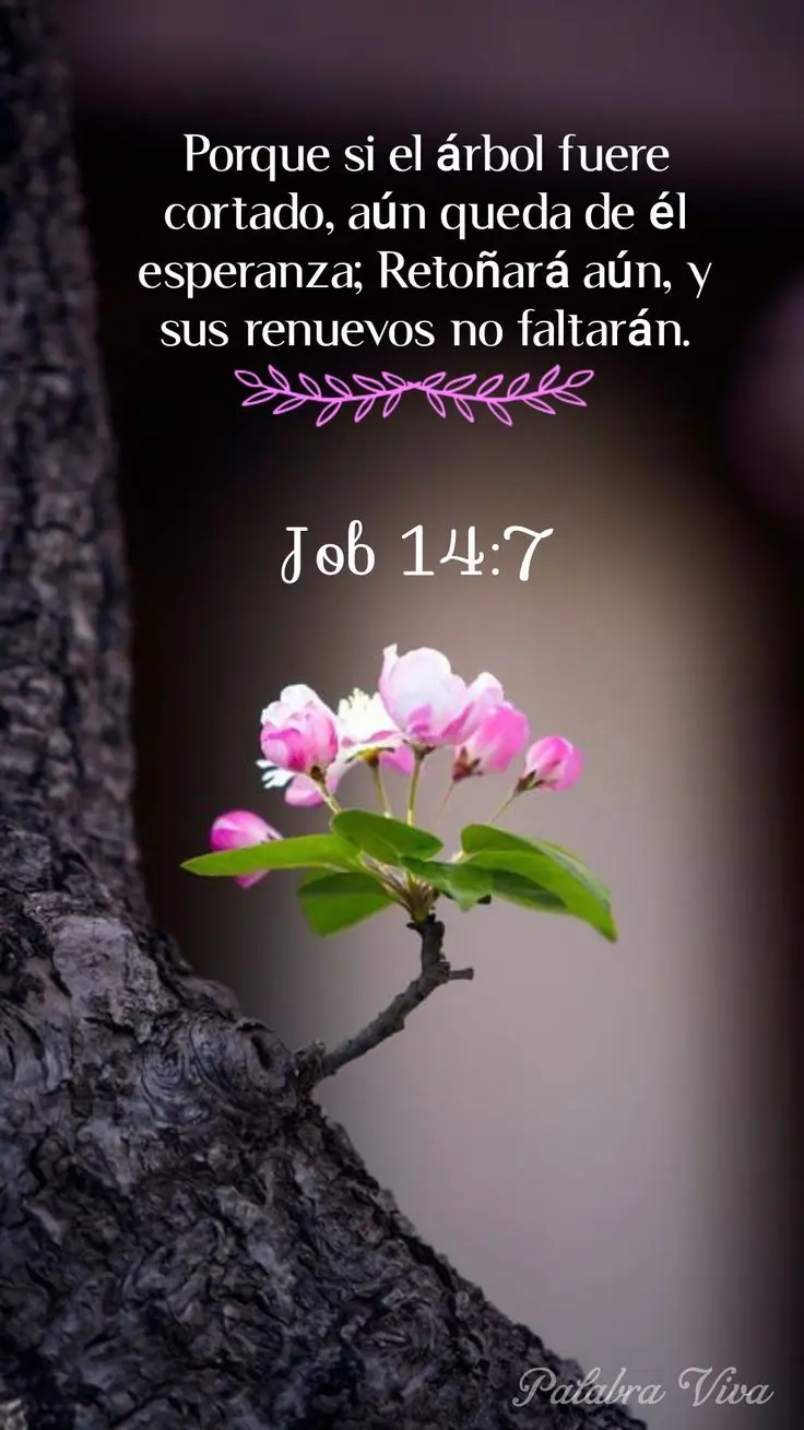 job biblia frases - Qué le dice Dios a Job