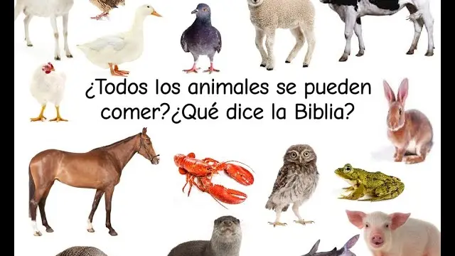 que animales puede comer el hombre segun la biblia - Qué se puede comer según la Biblia