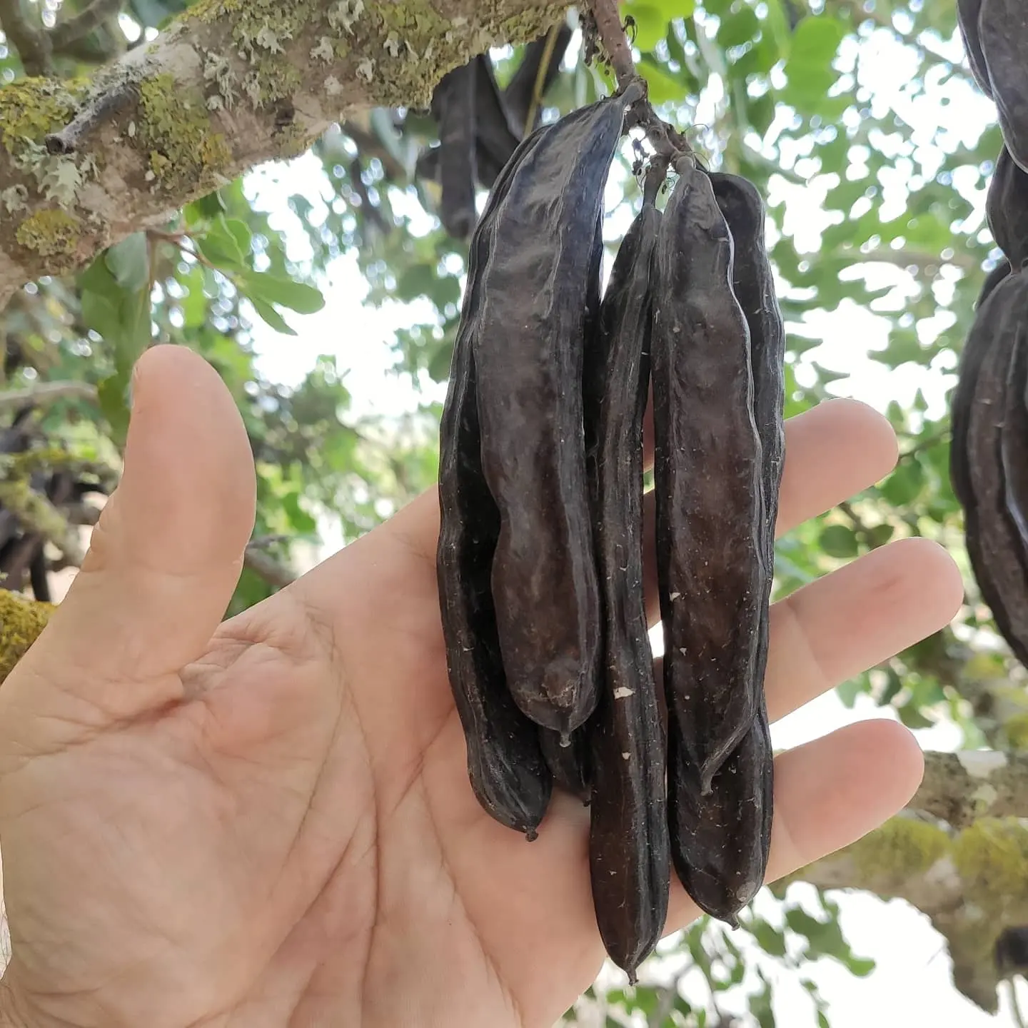 algarrobas segun la biblia - Qué significa comer algarroba