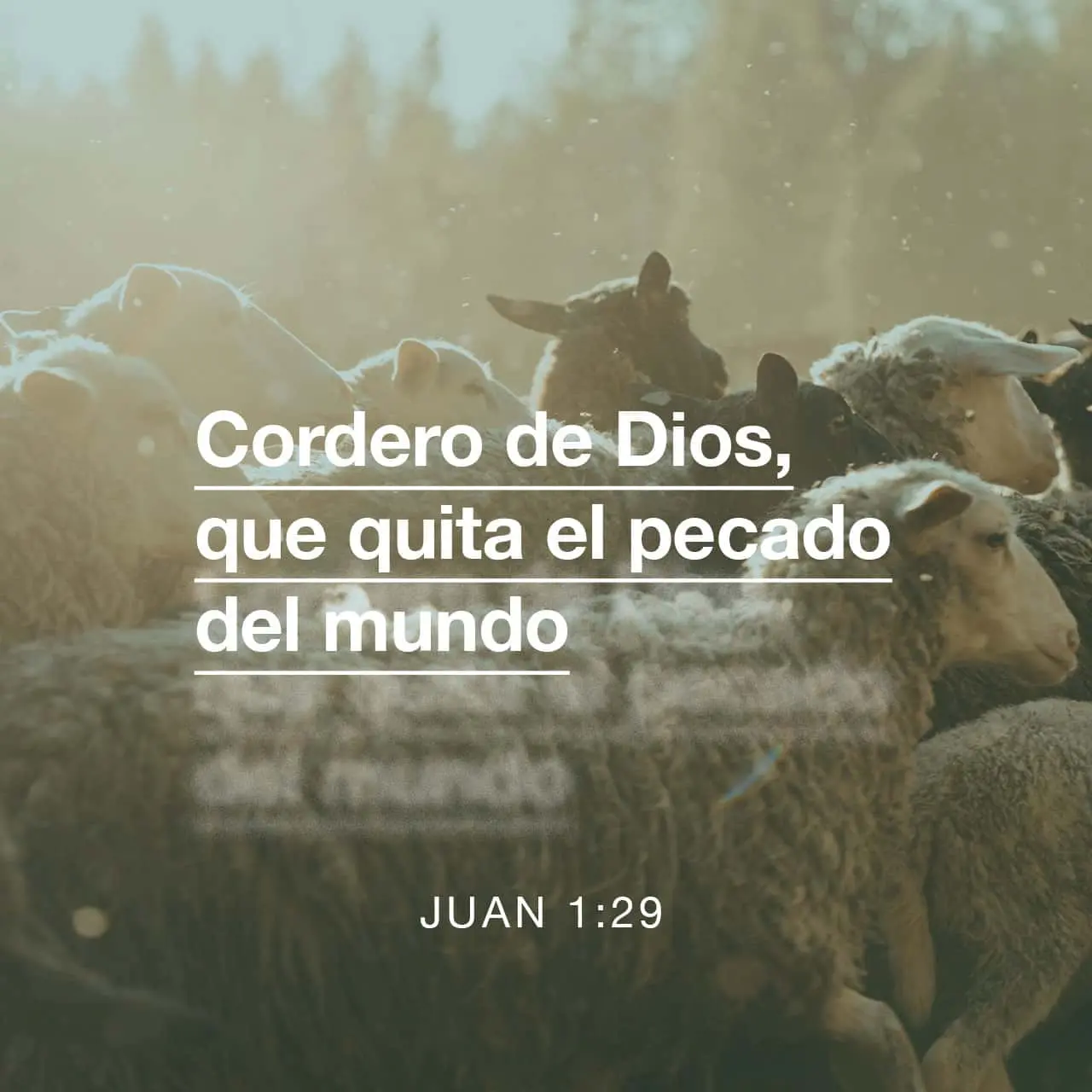 cordero de dios biblia - Qué significa el Cordero de Dios en la Biblia