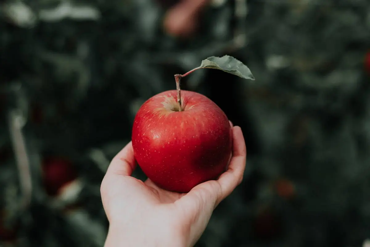 que simboliza la manzana en la biblia - Qué significado tiene la manzana en la Biblia