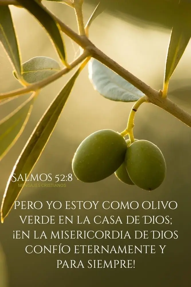 olivo biblia - Que simboliza el ramo de olivo en la Biblia